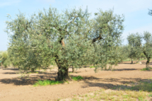 gli-ulivi