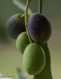 olive